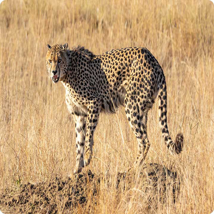 Adaptation Cheetah Slight Fast Build