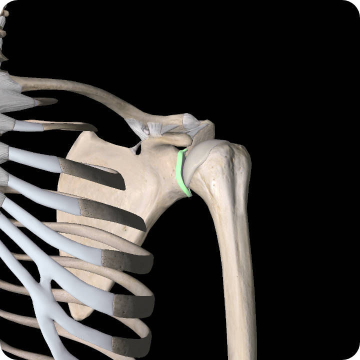 Bankart Lesion - Shoulder Pain Article.