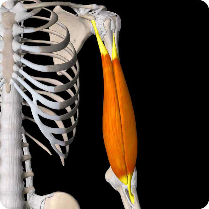 Biceps Tendon Pathology - Shoulder Pain Article.