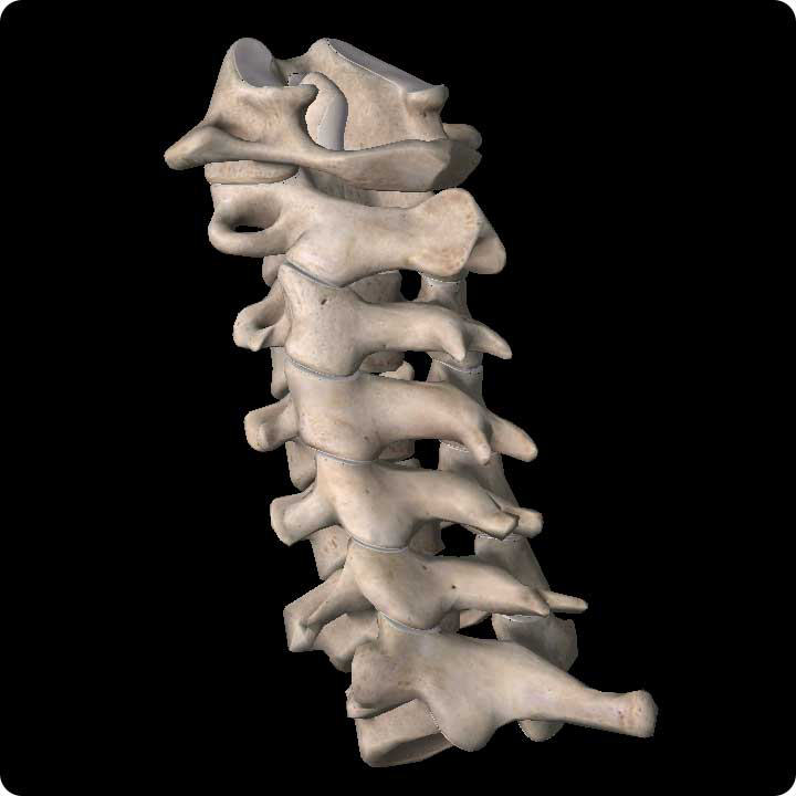 Cervical neck bones - 3d4medical.com image