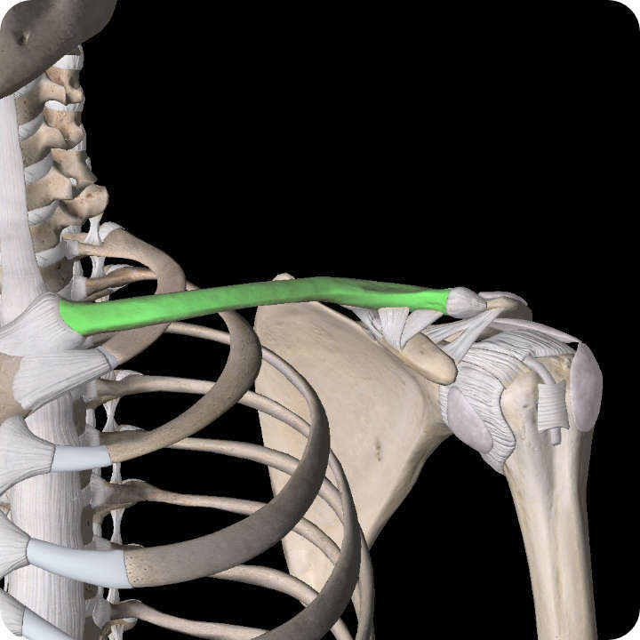 Clavicular Fracture - Shoulder Pain Article.