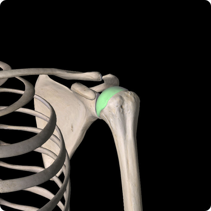 Hill-Sachs Lesion - Shoulder Pain Article.