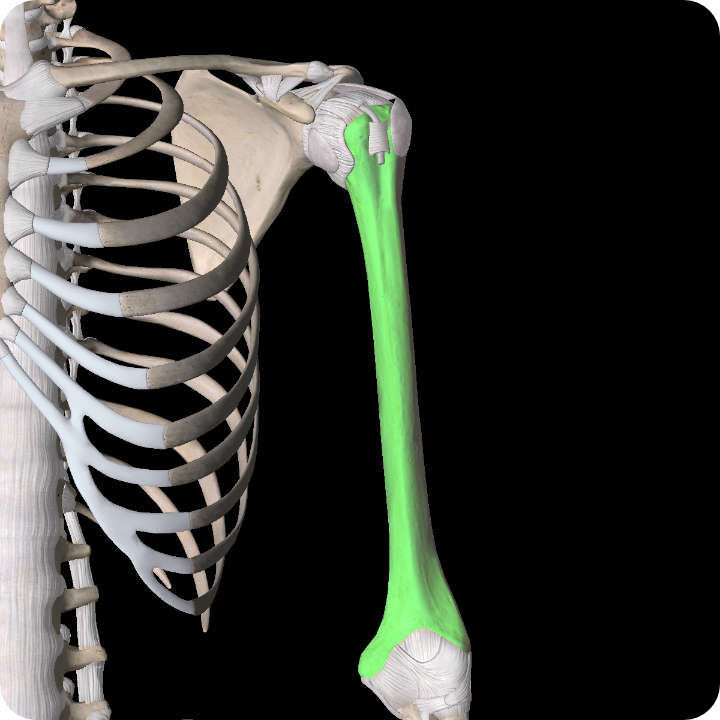 Humeral Fractures - Shoulder Pain Article.