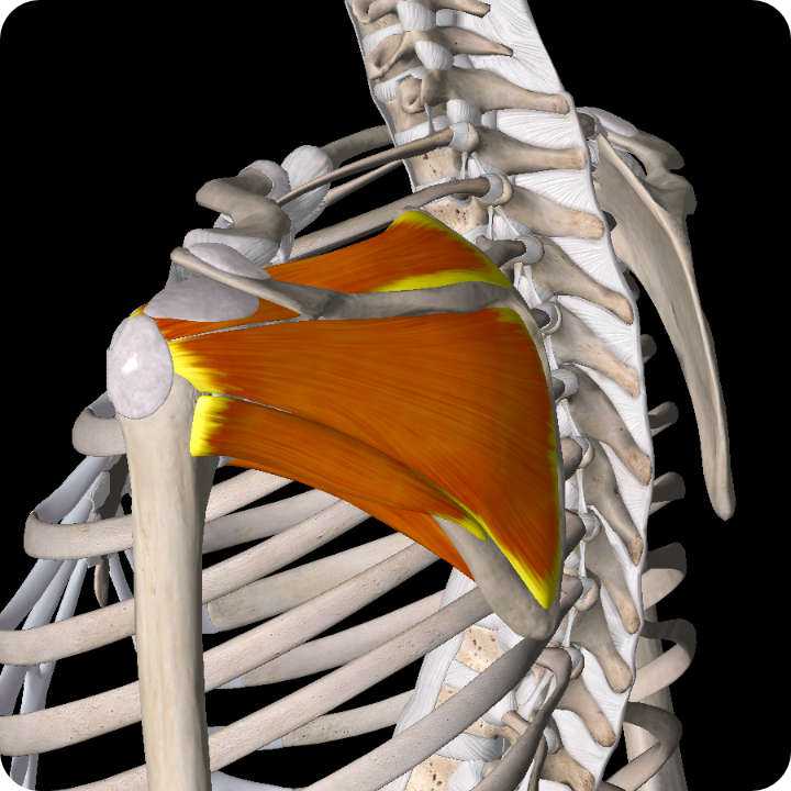 Impingement Syndrome - Shoulder Pain Article.