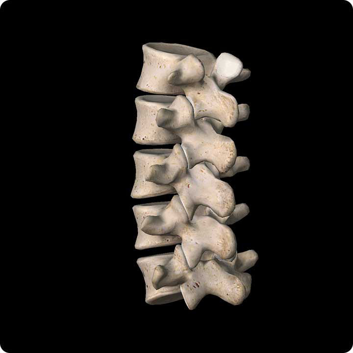 lumbar back bones - 3d4medical.com image