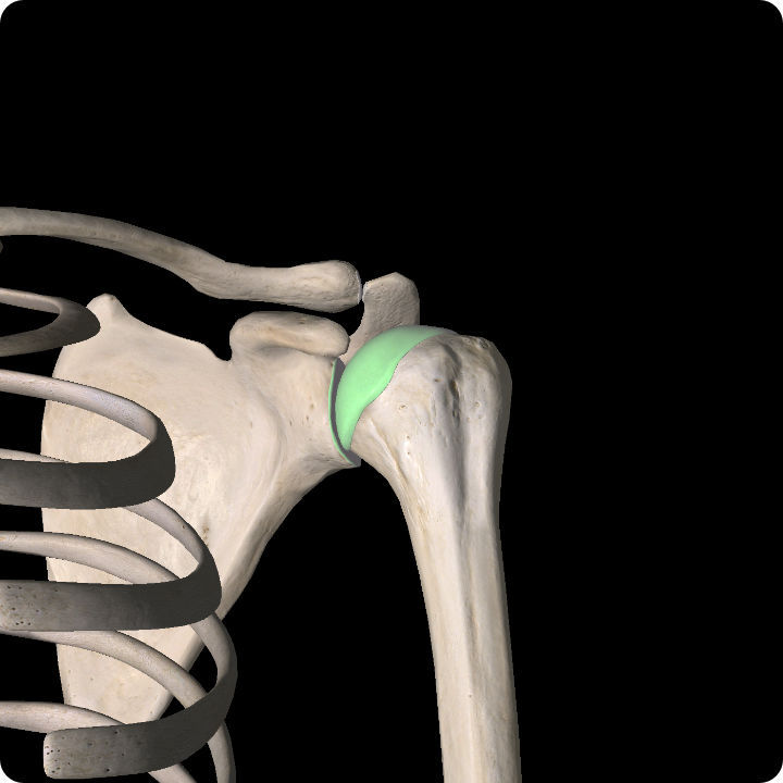 Osteoarthritis - Shoulder Pain Article.