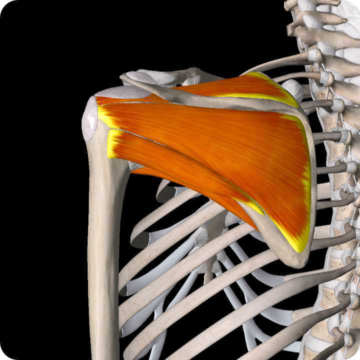 Rotator Cuff Tears - Shoulder Pain Article.