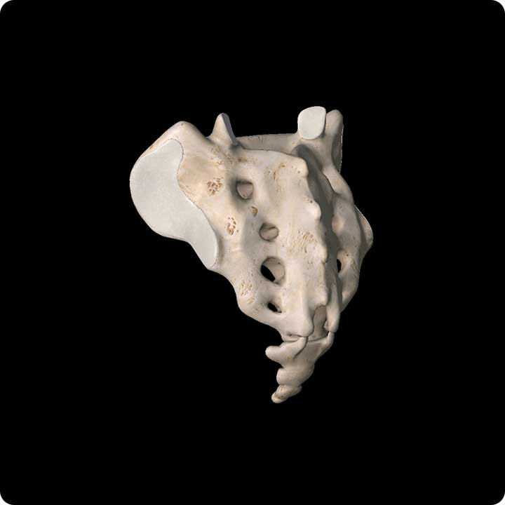 sacral or coccyx bone - 3d4medical.com image
