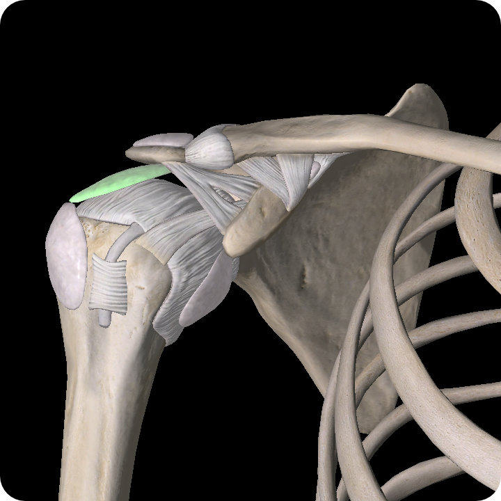 Image of right shoulder and highlight Subacromial bursa
