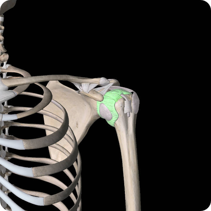 Dislocations and Subluxations - Shoulder Pain Article.