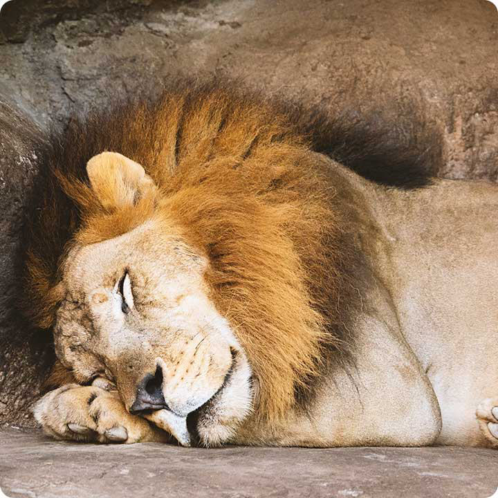 Image of lion sleeping