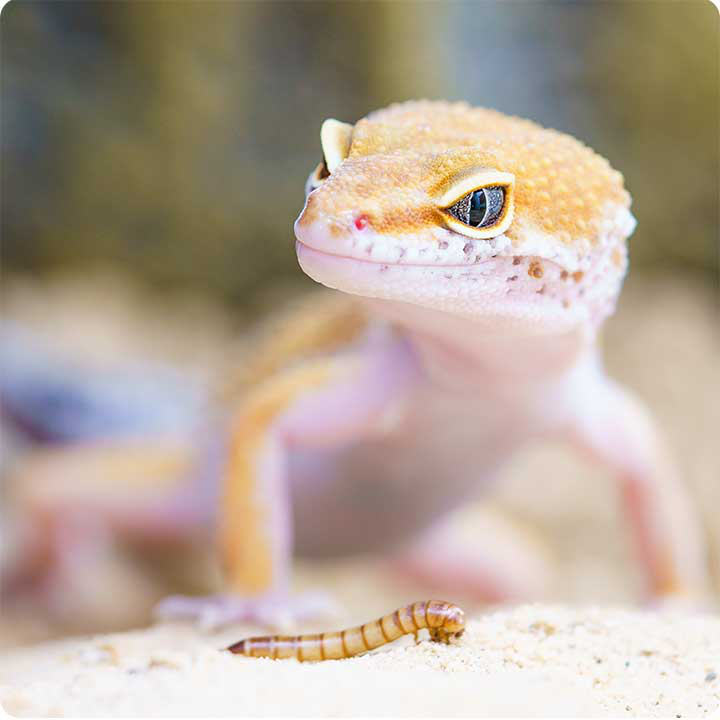Healing vs Regeneration Gecko image